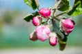 Gentle spring background for a postcard with Apple blossoms in the garden. Royalty Free Stock Photo