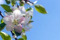 A gentle spring background for a postcard with a branch of a blooming Apple tree in the garden. Royalty Free Stock Photo