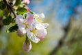 A gentle spring background for a postcard with a branch of a blooming Apple tree in the garden. Royalty Free Stock Photo