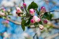 A gentle spring background for a postcard with a branch of a blooming Apple tree in the garden. Royalty Free Stock Photo