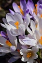 Crocus messanger of spring Royalty Free Stock Photo