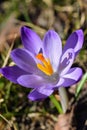 Crocus messanger of spring