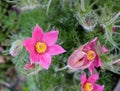 Gentle spring flower - pulsatilla