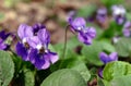 Forest violets close up Royalty Free Stock Photo