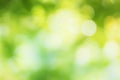 Gentle Spring Light and Green Bokeh Wallpaper Delicate Blurred Glowing Summer Background Design Royalty Free Stock Photo