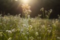 gentle spring summer morning in the meadow. Royalty Free Stock Photo