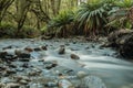 A gentle stream runs across the trail on the Kepler Track, one of the famous Great Walks on New Zealand`s South Island