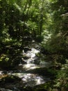 Gentle stream in the woods of connecticut in the middle of summer Dark Royalty Free Stock Photo