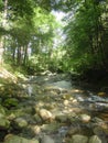 Gentle stream in the woods of connecticut in the middle of summer shady Royalty Free Stock Photo