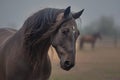 Gentle strength A captivating portrait view of a majestic horse