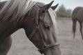 Gentle strength A captivating portrait view of a majestic horse