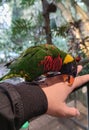 a gentle and submissive parrot in my hand and he so beauty