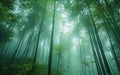 Gentle sunbeams pierce through the mist of a bamboo forest, illuminating the vibrant green path and inviting a peaceful Royalty Free Stock Photo