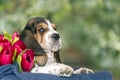 Gentle and sweet Basset hound puppy with sad eyes sitting in a b Royalty Free Stock Photo