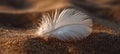 Gentle Touch of Nature A Feather s Serene Simplicity Bathed in Sunlight on Sandy Embrace Royalty Free Stock Photo