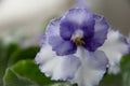 Gentle violet close-up