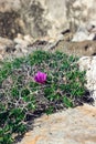 Gentle violet flower among the thorns and stones. Royalty Free Stock Photo