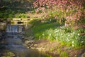 A gentle waterfall going into a stream with pink spring flowers. Royalty Free Stock Photo