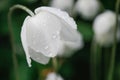 Gentle white anemone in raindrops with drooping head - dark mood