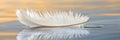 Gentle White Feather Gliding Over Calm Water Surface, Capturing Tranquility and Lightness in Nature Royalty Free Stock Photo