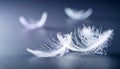 Gentle White Feather Resting in Soft Light Royalty Free Stock Photo