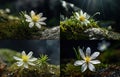 Gentle White Flower, Clear Water Drops on Small Mountain Blossom Closeup, Abstract Generative AI Royalty Free Stock Photo