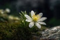 Gentle White Flower, Clear Water Drops on Small Mountain Blossom Closeup, Abstract Generative AI Royalty Free Stock Photo