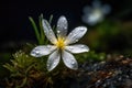 Gentle White Flower, Clear Water Drops on Small Mountain Blossom Closeup, Abstract Generative AI Royalty Free Stock Photo