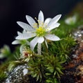 Gentle White Flower, Clear Water Drops on Small Mountain Blossom Closeup, Abstract Generative AI Royalty Free Stock Photo