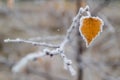 Gentle white frost on a yellow leaf Royalty Free Stock Photo