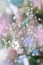 Gentle white gypsophils on a light pastel background