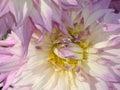 Gentle white-lilac dahlia