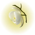 Gentle white Orchid as a symbol of relaxation