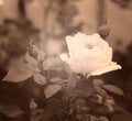 Gentle white rose close-up in soft blurred focus, sepia toned Royalty Free Stock Photo