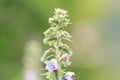 Gentle wild flowers