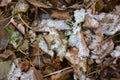 Green yellow leaves fallen from trees and covered with a small thin layer of the first snow. Royalty Free Stock Photo