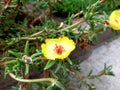 Gentle yellow flower and bee