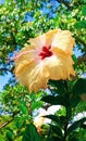 Gentle Yellow Hibiscus Reaching for the Sun