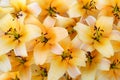 Gentle yellow pale and bright lily flowers.Concept of floral background,design,texture for wallpapers, decoration