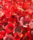 Gentle yellow and pink tulip. Closeup horizontal photo Royalty Free Stock Photo