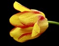 Gentle yellow tulip