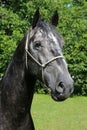 Gentle young lipizzaner standing with homemade bridle Royalty Free Stock Photo