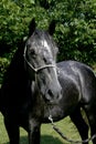 Gentle young lipizzaner standing with homemade bridle Royalty Free Stock Photo