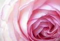 Gentlebeautiful  light rose patels macro Royalty Free Stock Photo