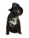 Gentleman dog with bow tie and top hat Royalty Free Stock Photo