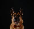 Gentleman dog with red bow tie, studio portrait close up on black background. Minimalistic greeting card with copy space Royalty Free Stock Photo