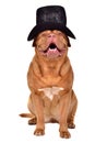 Gentleman dog wearing black hat Royalty Free Stock Photo