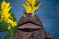 International Women's Day: a Gentleman Frog is ready to serenade his Lady Frog and present her with mimosa flowers