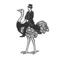 Gentleman riding an ostrich sketch vector Royalty Free Stock Photo