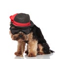 Gentleman yorkshire terrier with sunglasses looks down Royalty Free Stock Photo